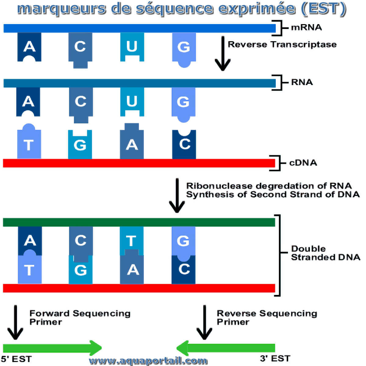 Marqueur de séquence exprimée : définition et explications