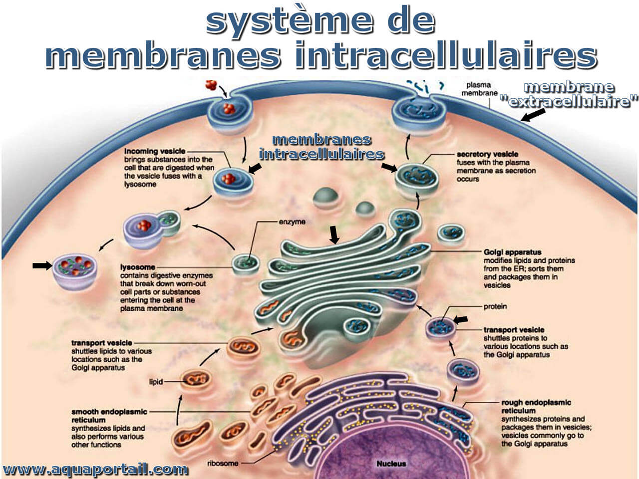 Les membranes biologiques : des structures dynamiques