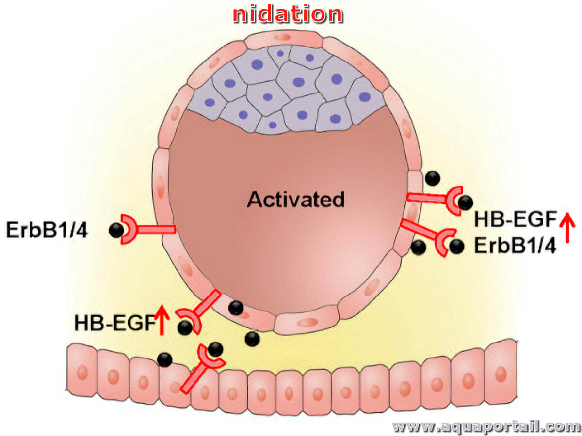 Nidation : définition et explications