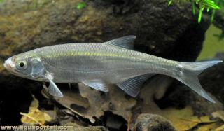 Ablette Alburnus alburnus