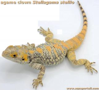 Agame clown : Stellagama (Laudakia) stellio brachydactyla