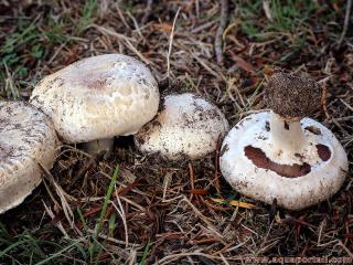 Agaric humicole (Agaricus bisporus)