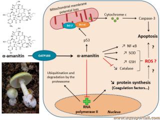 amanitine