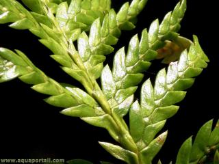 Feuilles apprimes de Libocedrus plumosa