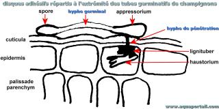 Appressorium ett haustorium