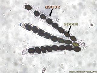 asque