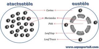 atactostle