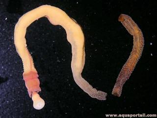 balanoglosse