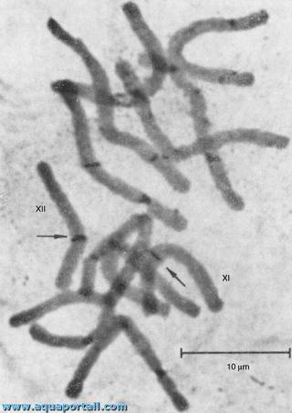 Bandes chromosomiques C Giemsa dans le tissu du gamtophyte femelle de Pinus nigra