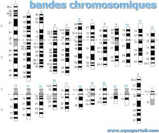 Test bandelette : définition et explications