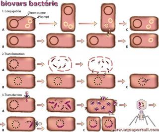 biovar