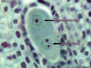 binucl