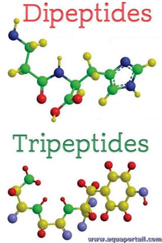 dipeptide vs. tripeptide
