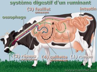caillette