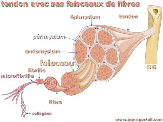 Faisceau de fibres du tendon