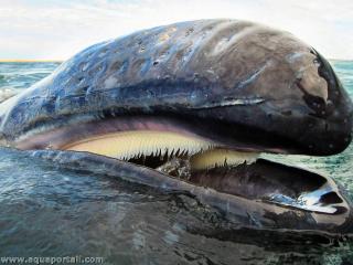 Fanons dans la gueule d'une baleine