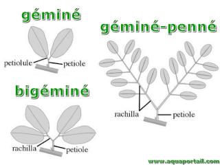 Feuilles gmine, bigmine et gmine-penne
