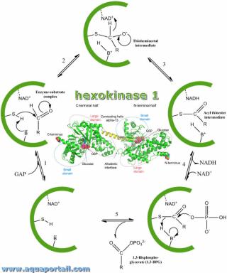 Hexokinase