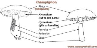 hymnium