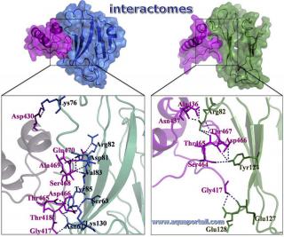 interactome