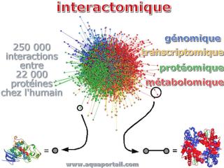interactomique