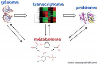 Relations entre mtabolome, transcriptome, protome et gnome