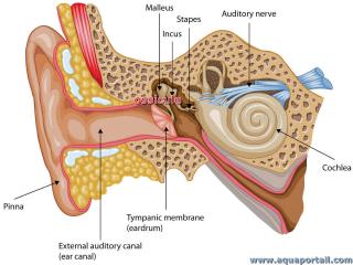 Ossicule d'oreille