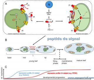 peptide de transit