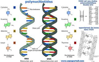 Polynuclotides