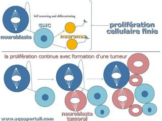 Prolifration cellulaire et diffrenciation