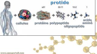 Protide : nutriment protin