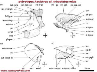 Ptrotique d'un poissons Ancistrus