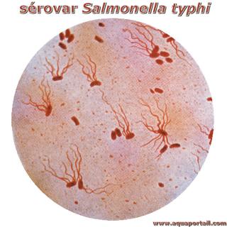 Srovar de Salmonella typhi