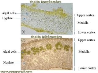 homomre