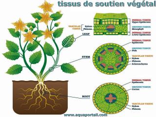 Tissus de soutien des plantes