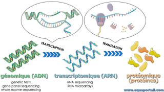 transcriptomique