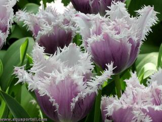 Tulipes franges (fleurs crispes)