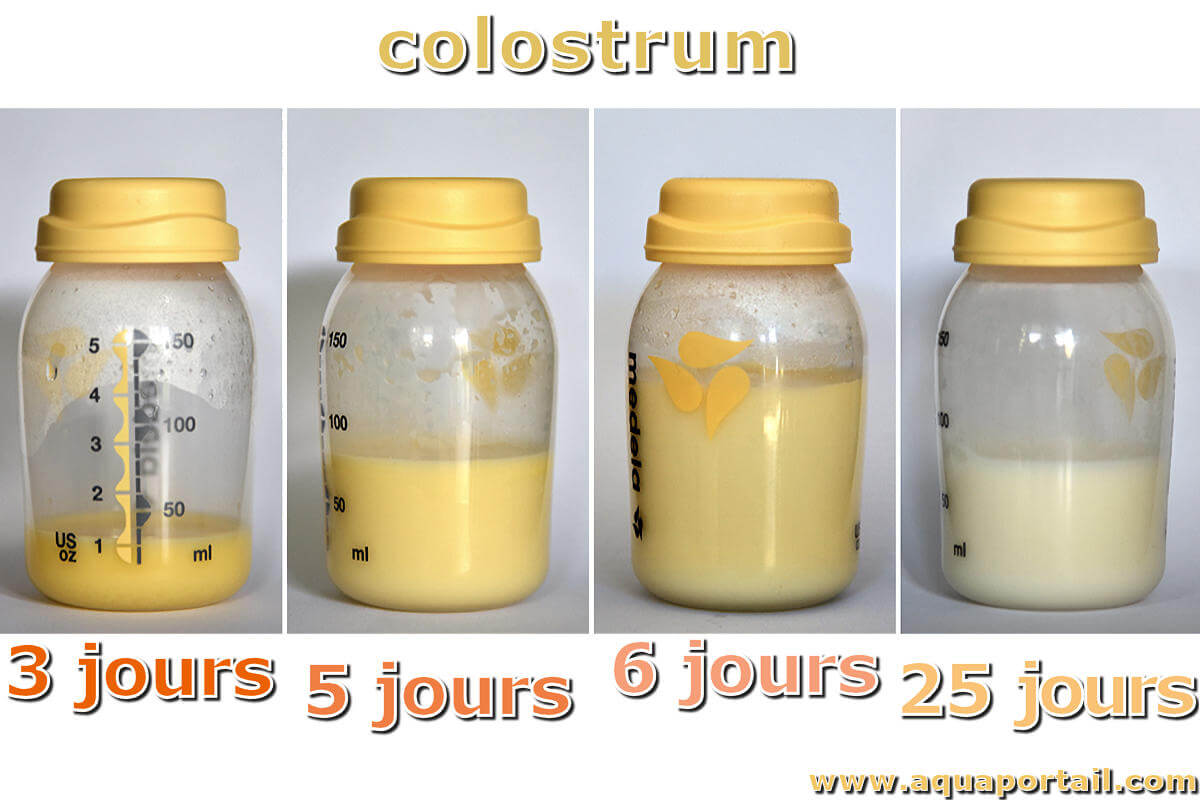 Colostrum Definition Et Explications