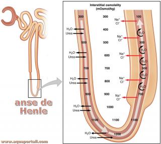 Anse (boucle) de Henle