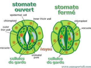 Photo de cellule de garde et ses synonymes. Cellules de garde de deux stomates, l'un ouvert, l'autre fermé