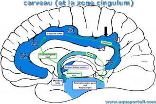 cingulum