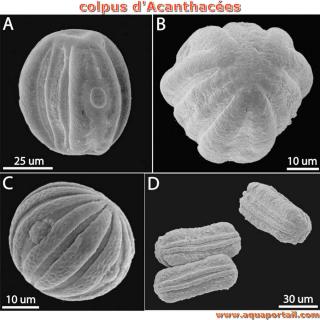 Colpus d'une acanthace