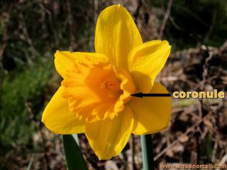 coronule