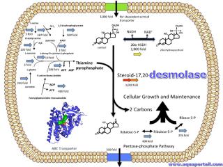 Desmolase
