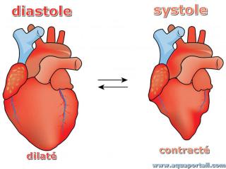 Diastole (coeur dilat) vs. systole (coeur contract)