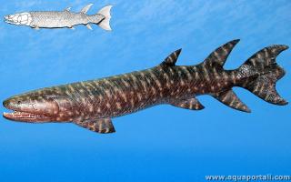 Eusthenopteron (eusthnopteron)