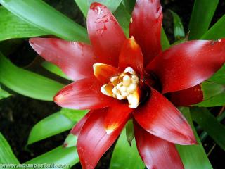Fleur homogame de Guzmania lingulata minor