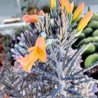 Fleurs tubuliflores de Kalanchoe tubiflora