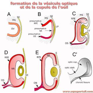 Schma de formation de la vsicule optique et de la cupule