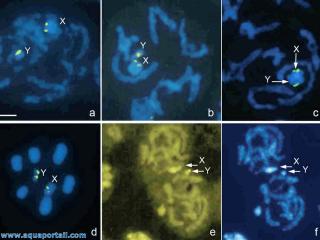 Htropycnose de plusieurs chromosomes